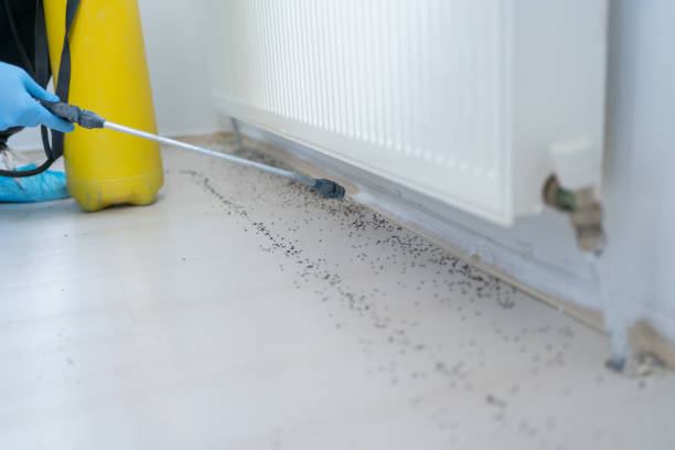 Best Rat Extermination Near Me  in California, PA